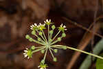 Blue Ridge carrionflower